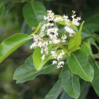 Ehretia aspera Willd.